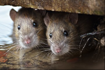 Una invasión de 3 millones de ratas azota Nueva York