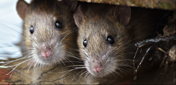 Una invasión de 3 millones de ratas azota Nueva York