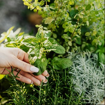 Cuál es la poco conocida hierba aromática que ayuda a regular la presión y el colesterol