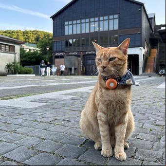 ¿Cómo vuelven los gatos a casa?: la ciencia detrás de su increíble brújula interna