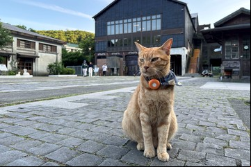 ¿Cómo vuelven los gatos a casa?: la ciencia detrás de su increíble brújula interna