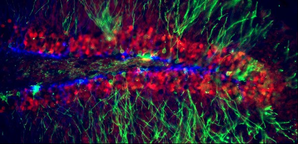 El "GPS" del cerebro: descubren el área que nos permite ubicarnos en el espacio