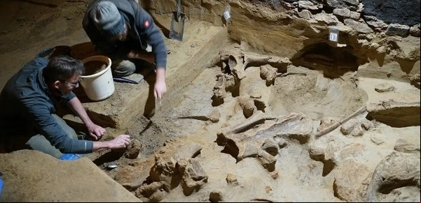 Descubren en una bodega restos de mamuts que vivieron hace 40.000 años