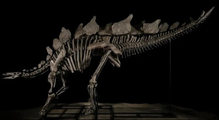 El dinosaurio mide 3 metros de alto y 6 de largo (Sotheby's).