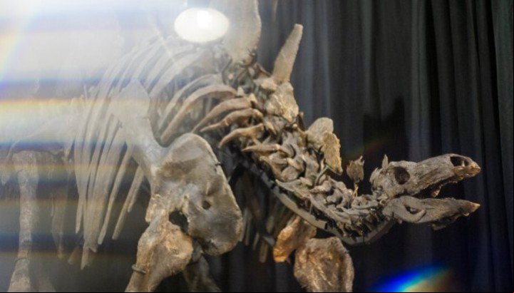 Se trata del esqueleto "más completo y mejor conservado" de un 'Stegosaurus' (Sotheby's).