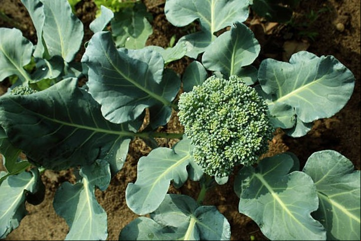 El brócoli se cultiva antes de que las flores comiencen a abrirse. Foto: iStock.