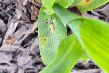 Chicharrita: un bioinsecticida de acción prolongada abre un nuevo escenario para el maíz