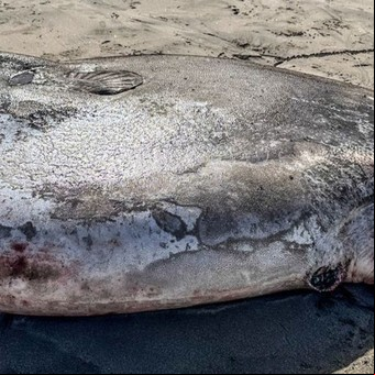 "Es un embaucador": la verdad detrás del extraño animal gigante que apareció en una playa de Oregon 