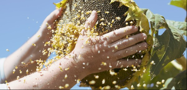 NK suma un nuevo híbrido de girasol para elevar los techos de rendimientos en esta campaña
