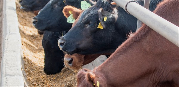 El cohete de Elon Musk, y los cohetes de las vacas