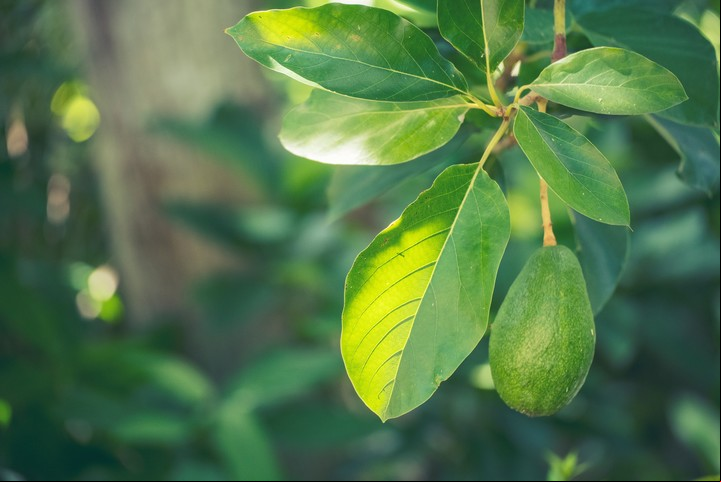 El injerto es el método esencial para acelerar la producción de frutos en un árbol de palta, logrando resultados en solo tres años. Foto: Shutterstock.