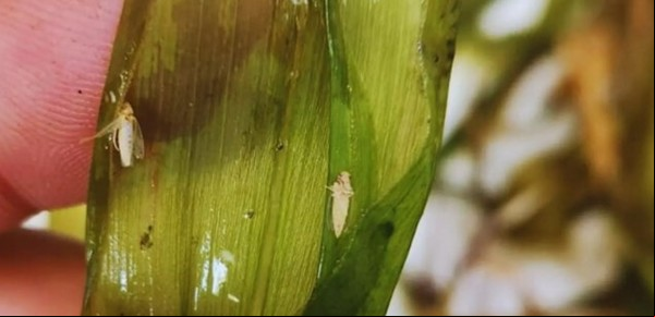 El maíz esquivó una temible plaga, pero preocupa las altas poblaciones para lo que viene
