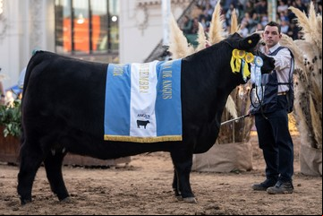 A pura emoción, eligieron al Gran Campeón Hembra de la raza Angus