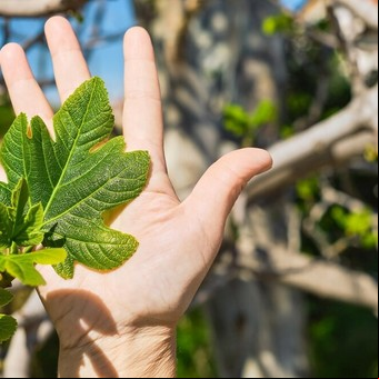 Qué significa el árbol de higuera según las distintas tradiciones