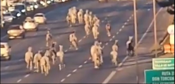 Aparecieron decenas de caballos sueltos corriendo por la Panamericana: se escaparon de Campo de Mayo