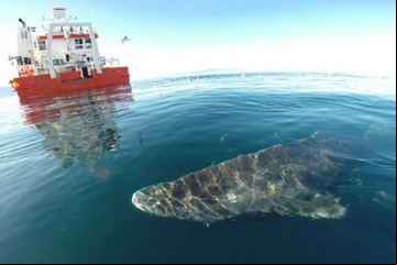 Cuál es el animal más viejo del planeta, con más de 500 años de vida