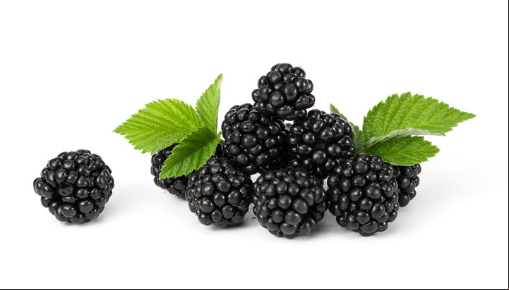 Las moras poseen antioxidantes y ácidos grasos esenciales. Foto: Shutterstock