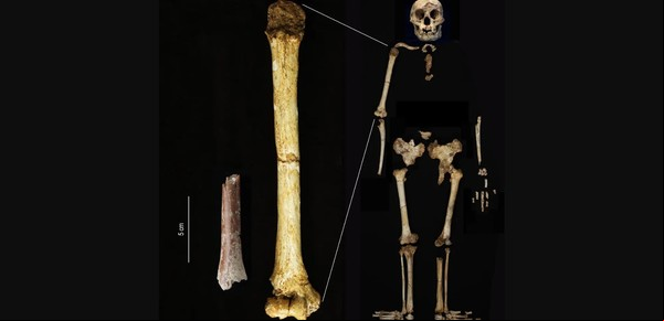 Los científicos encontraron un hueso del brazo de un antiguo “hobbit” humano