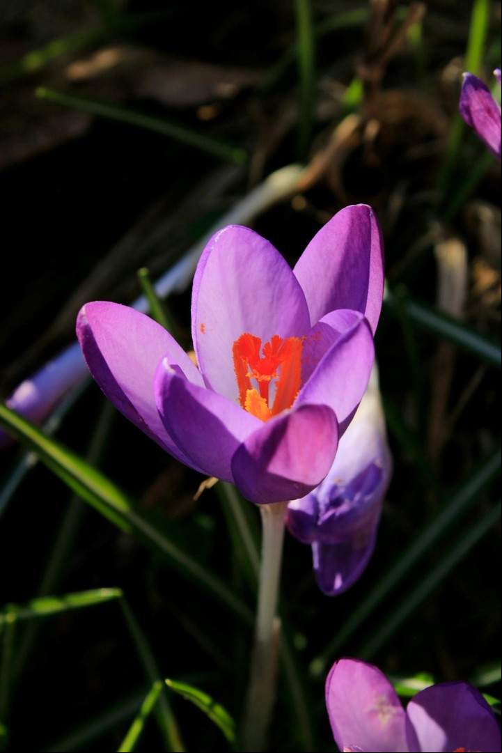 Azafrán. La flor de donde salen las hebras de azafrán./ Foto de Anna Protsiuk en Pexels.