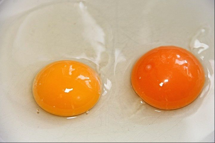 Entre los buenos alimentos que tienen vitamina D están la yema de huevo, los aceites de hígado de pescado y la leche enriquecida./ Imagen de Manfredrichter en Pixabay.