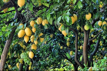 El secreto mejor guardado de los jardineros: cómo hacer brotar un limonero en menos de 30 días