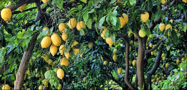 El secreto mejor guardado de los jardineros: cómo hacer brotar un limonero en menos de 30 días