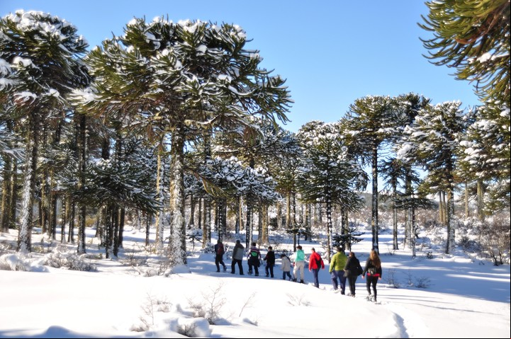Los bosques de araucarias son un patrimonio de la zona. Foto Neuquentur