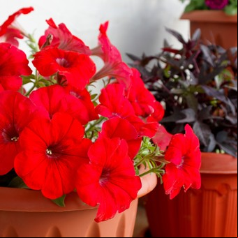 Flores de estación: prímulas vs. petunias, ¿cuáles duran más? 