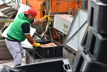 La pesca en el fondo del mar: crisis cuando abundan salmones y langostinos