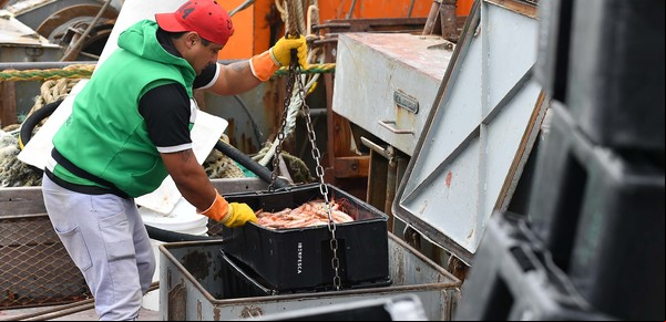 La pesca en el fondo del mar: crisis cuando abundan salmones y langostinos