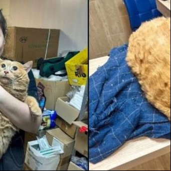 Rescataron a un gato que pesa 17 kilos y se alimentaba a base de sopa y galletas