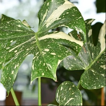 ¿Qué significa que las puntas de las hojas de tus plantas estén marrones? Una experta explica los motivos y qué hacer