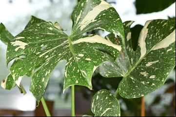 ¿Qué significa que las puntas de las hojas de tus plantas estén marrones? Una experta explica los motivos y qué hacer