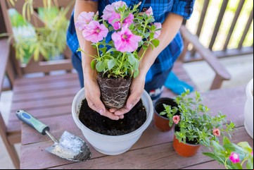 Cinco cosas que tenés que hacer con tus plantas antes de que empiece la primavera 