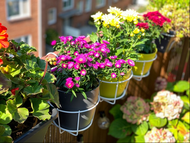 Fertilizar y retirar malezas es clave para que las plantas luzcan su esplendor. Foto Shutterstock
