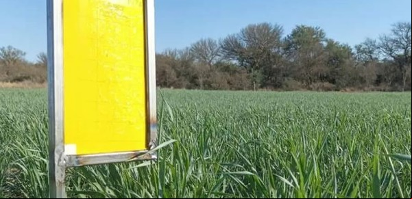 El verano le sienta bien: la chicharrita del maíz se multiplicó y recomiendan aumentar los monitoreos para mitigar daños