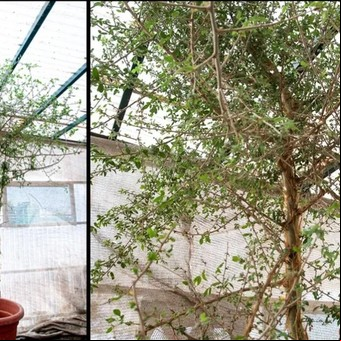 "Resucitaron" con una semilla de 1000 años de antigüedad un árbol mencionado en la Biblia 