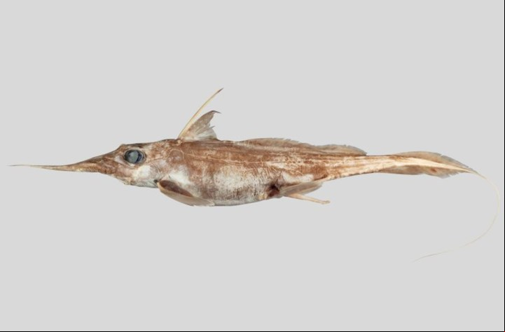 Un grupo de investigadores descubrió una nueva especie de tiburón fantasma (EFE).