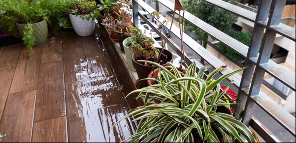 En mi balcón no da el sol, ¿qué plantas puedo tener? 