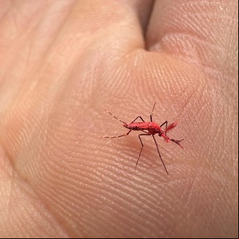 Mosquitos colorados: aparecieron en Mendoza y piden que no los maten