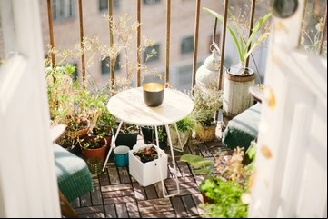 10 plantas perfectas para terrazas y exterior: resistentes al calor y fáciles de cuidar