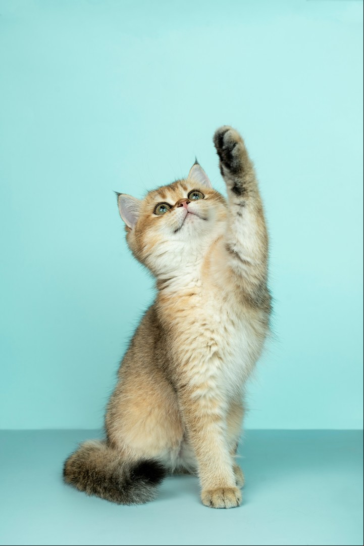 Los felinos Tauro son cariñosos y amantes de la comida, disfrutando de un hogar acogedor. Foto: Unsplash.