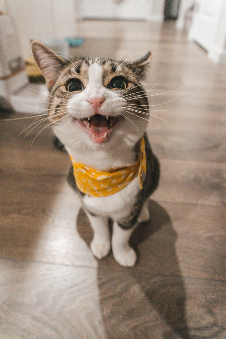 Los gatos necesitan marcar el territorio ante amenazas. Foto: Unsplash.