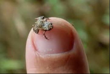 Descubrieron un sapo-pulga que es el segundo vertebrado más pequeño del mundo