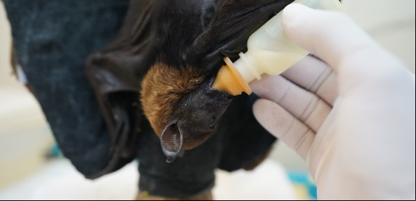 El murciélago bebé abandonado por la madre que científicos argentinos crían con mamadera y en una incubadora
