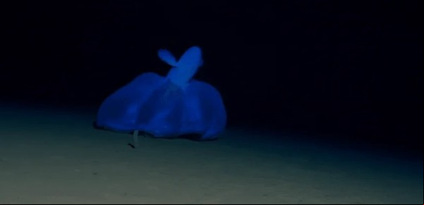 Filmaron a un misterioso pulpo flotando y rebotando en el fondo del océano