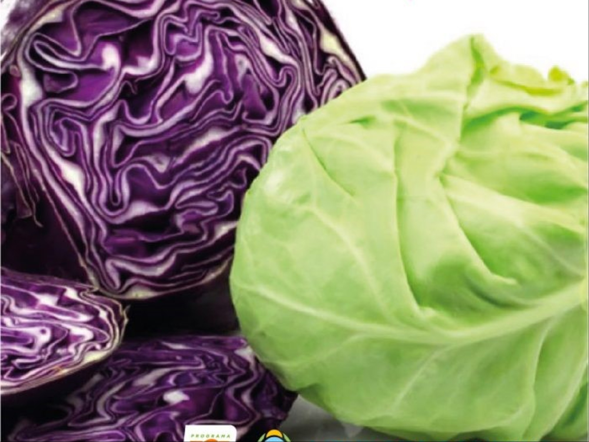 Repollos colorado y blanco. Vegetal con enormes nutrientes./ Imagen de difusión del Gobierno de la Provincia de Mendoza.