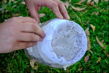 Llega otra ola de calor tras la lluvia y un nuevo índice mide ahora el riesgo de ser picado por mosquitos en casa