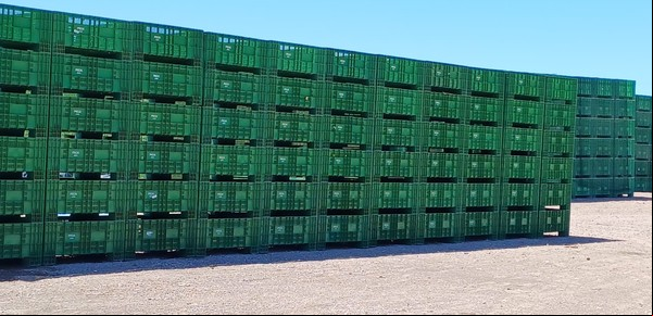 Las claves que emplea la agroindustria de la ciruela para conservar la calidad de sus cosechas