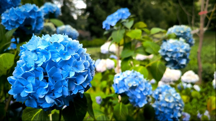 Las hortensias crecen bien en el suelo y en macetas. Foto Shutterstock
